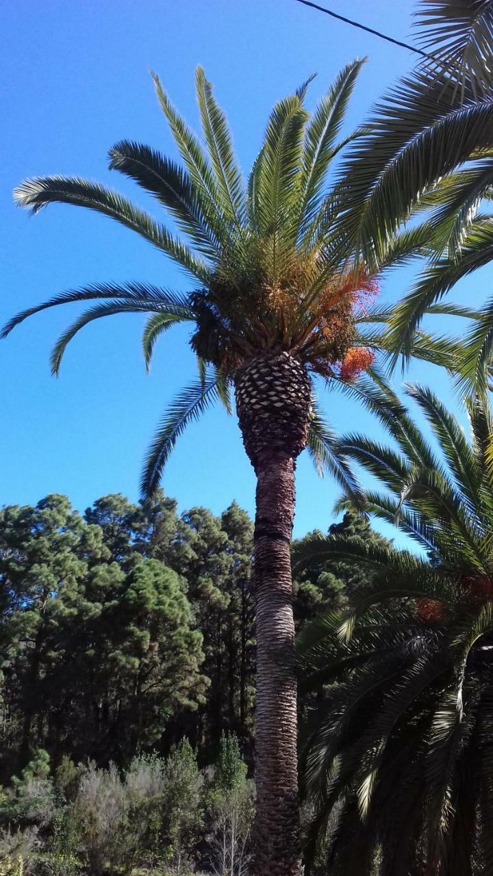 Monte Frio De Tenerife Gospodarstwo wiejskie La Guancha
